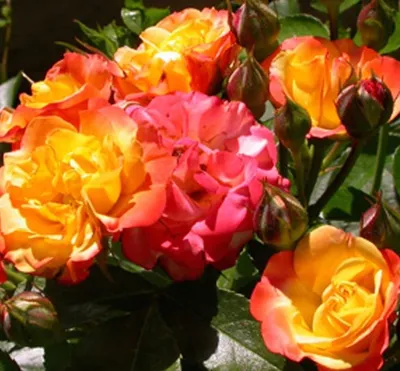 Превосходное изображение розы флорибунда румба с разнообразием оттенков