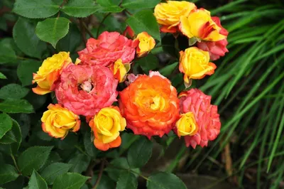 Картинка розы флорибунда румба в формате webp для сохранения