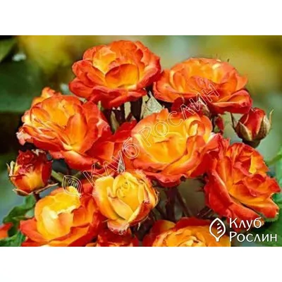 Роза флорибунда румба - фотка, воплощающая красоту и изящество