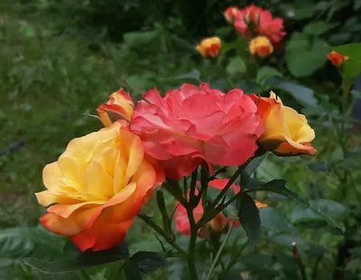 Яркое и оригинальное изображение розы флорибунда румба на ваш выбор