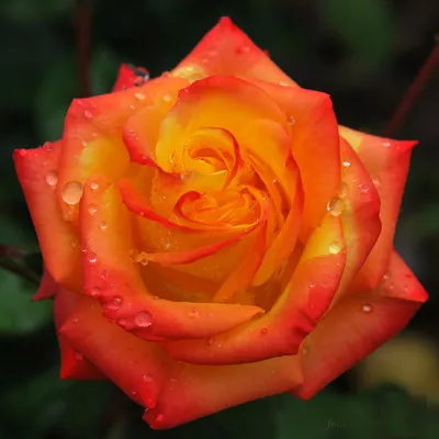 Фотография розы флорибунда румба - идеальное дополнение вашего веб-сайта