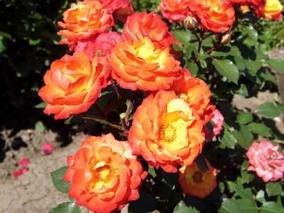 Роза флорибунда румба - прекрасное изображение с возможностью скачивания в различных форматах.