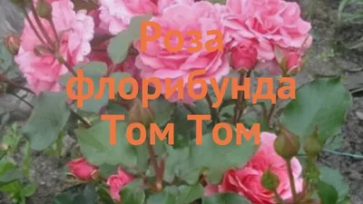 Привлекательная картинка розы флорибунда Том Том для вашего творчества