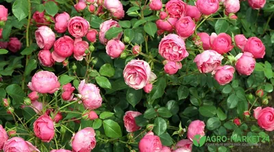 Красивая роза флорибунда