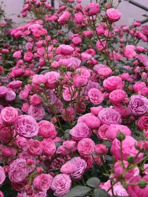 Красивое изображение розы флорибунда в webp формате