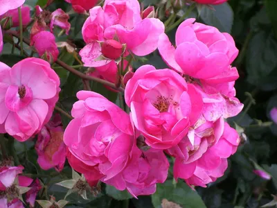 Очаровательное фото розы флорибунда с отражением