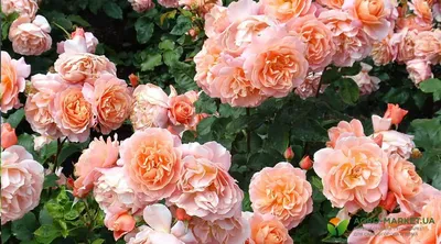 Изображение розы флорибунда