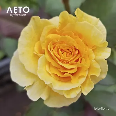 Фото розы флорибунда в webp формате для веб-страницы