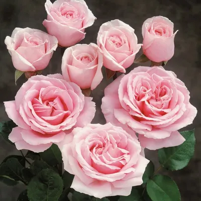 Роза фредерик мистраль: красивое изображение для скачивания