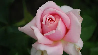 Изображение розы фредерик мистраль для вашего выбора: jpg, png, webp