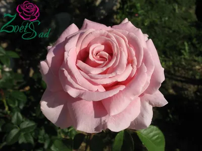 Эксклюзивная фотка розы фредерик мистраль для скачивания
