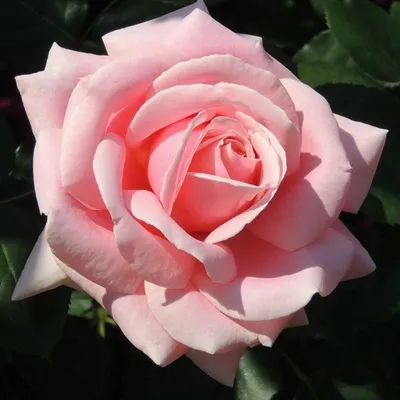Изображение розы фредерик мистраль в высоком качестве