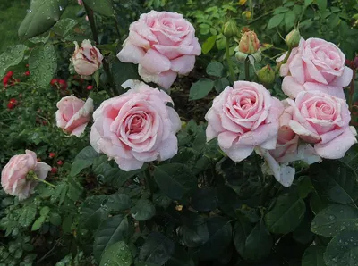 Уникальное изображение розы фредерик мистраль в формате jpg