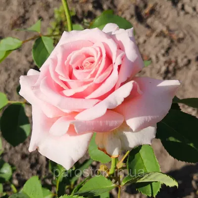 Уникальное изображение розы фредерик мистраль в формате webp