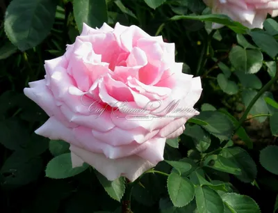 Изображение розы фредерик мистраль: выберите желаемый формат