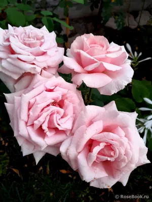 Фотка розы фредерик мистраль в формате png