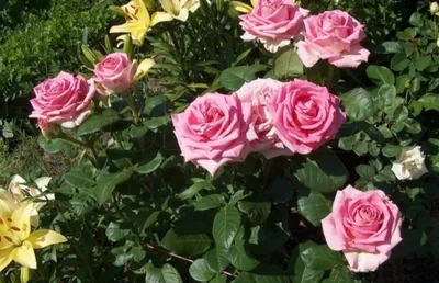 Уникальная фотография розы фредерик мистраль в формате webp