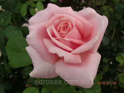 Фото розы фредерик мистраль: выберите желаемое разрешение