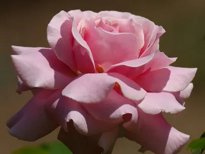 Изображение розы фредерик мистраль в формате jpg