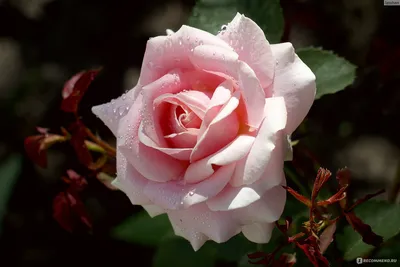 Роза фредерик мистраль: фото в формате png, webp