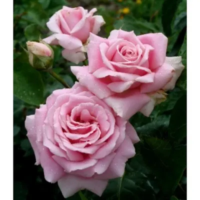 Фото розы фредерик мистраль: выберите размер и формат