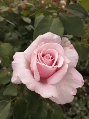 Фотка розы фредерик мистраль: выберите формат изображения