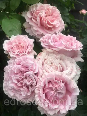 Изображение розы фредерик мистраль в высоком качестве: jpg, png, webp