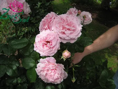 Изображение розы фредерик мистраль в формате png