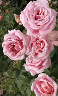 Красивая картинка розы фредерик мистраль в webp