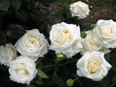 Красивая Роза Фредерик Шопен для скачивания