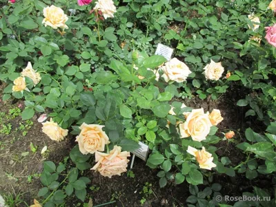 Уникальный кадр Розы Фредерик Шопен в формате jpg