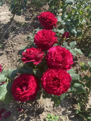 Фотка Розы Фредерик Шопен с контрастными цветами