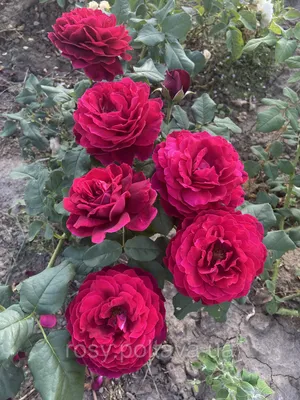 Изображение Розы Фредерик Шопен с гармоничным цветовым сочетанием