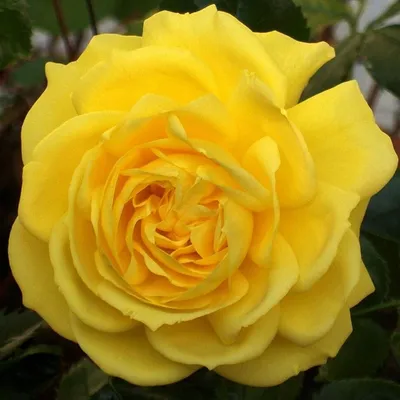 Красивые фото розы фрезии в разных размерах