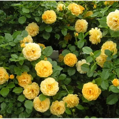 Оригинальные картинки розы фрезии для скачивания