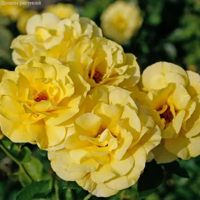 Качественные изображения розы фрезии в формате png
