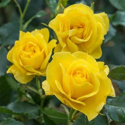 Прекрасные фотографии розы фрезии в формате webp