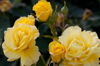 Очаровательные картинки розы фрезии в разных размерах