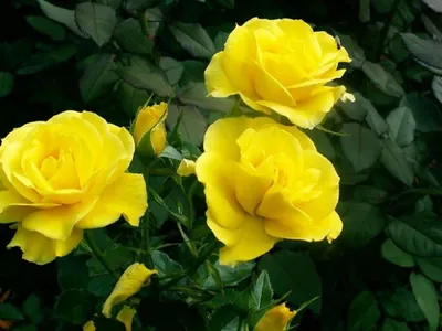 Стильные фото розы фрезии в формате jpg