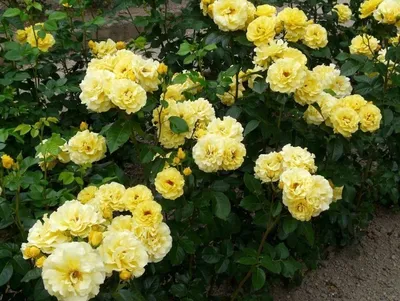 Великолепные изображения розы фрезии в формате jpg