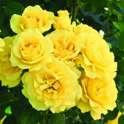 Превосходные фотографии розы фрезии в формате webp