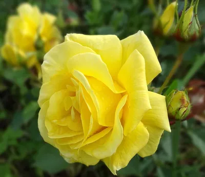 Интересные фото розы фрезии: выберите лучший размер