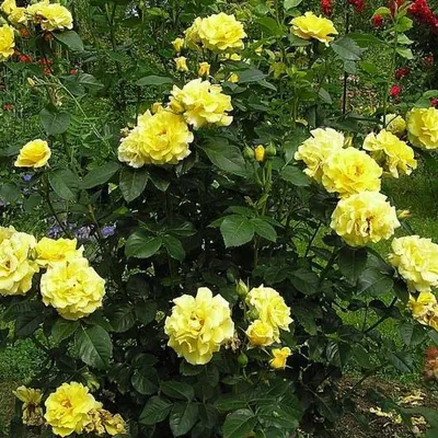 Удивительные картинки розы фрезии в разных форматах