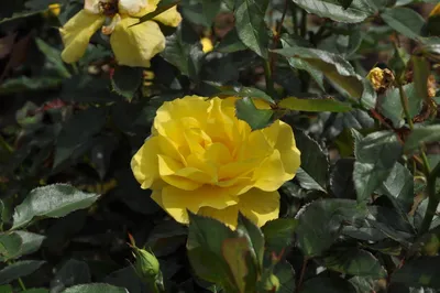 Уникальное изображение розы фрезии для скачивания