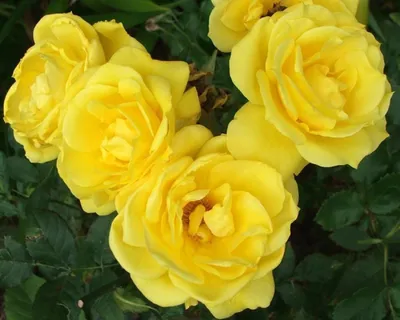 Привлекательные фото розы фрезии в формате jpg
