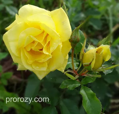 Изысканные изображения розы фрезии в формате png