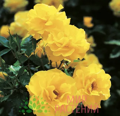 Прекрасные фотки розы фрезии: выберите нужный размер