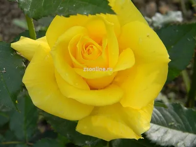 Качественные изображения розы фрезии в формате png