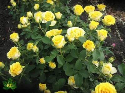 Восхитительные фотографии розы фрезии в формате webp