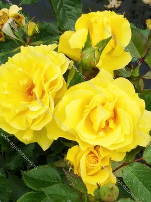 Уникальные фото розы фрезии: выберите желаемый формат